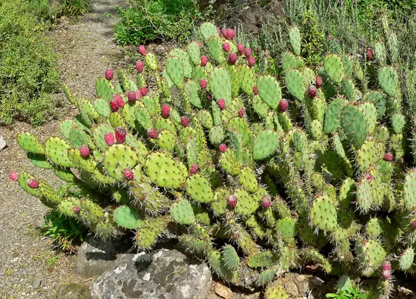 Prickly Pear Extract