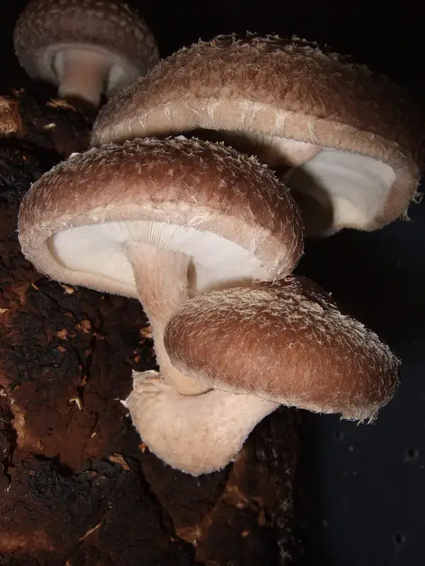 Real Shiitake Mushrooms