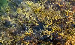 Bladderwrack