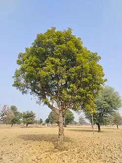 Neem Extract