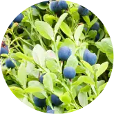 Bilberry Extract